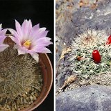 Mammillaria tetrancistra ©JLcoll.3040 (fr.) Chicago Valley Nev., USA.jpg